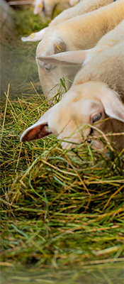 Animal and aquaculture feed